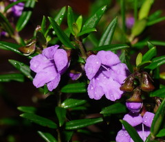 Prostanthera scutellarioides