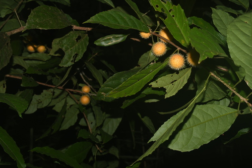 Mayna odorata