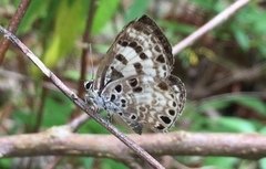 Niphanda tessellata
