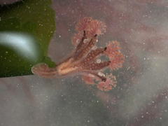 Haliclystus octoradiatus