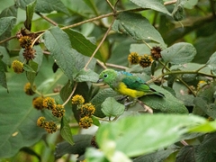 Chlorophonia cyanea