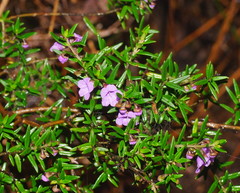 Prostanthera scutellarioides