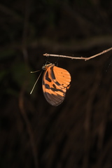 Heliconius numata