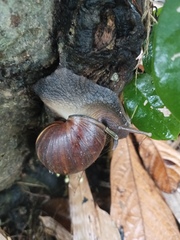 Lissachatina fulica