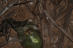 Leptodactylus petersii