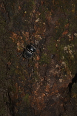 Dichotomius carolinus