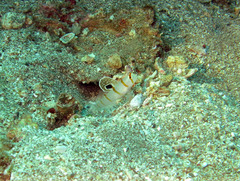 Amblyeleotris randalli