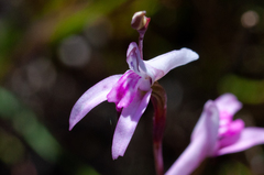 Disa inflexa