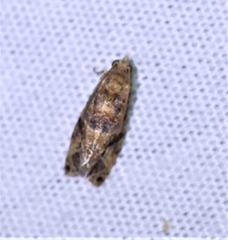 Lobesia physophora