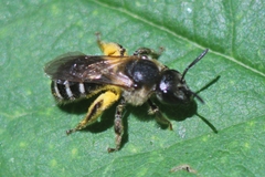 Halictus rubicundus