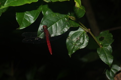 Orthemis discolor