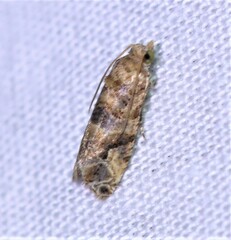 Lobesia physophora