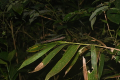 Pseudophasma bispinosum