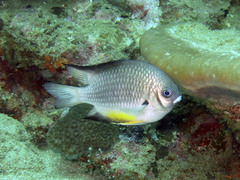 Amblyglyphidodon leucogaster