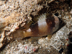 Amblypomacentrus breviceps