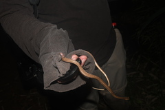 Thamnodynastes pallidus