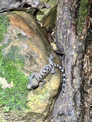 Cyrtodactylus baluensis