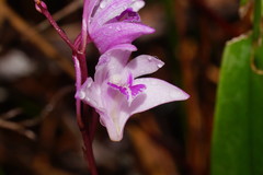 Dendrobium kingianum