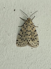 Utetheisa pulchelloides