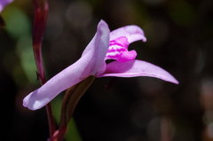 Disa inflexa