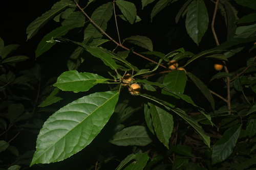 Mayna odorata, photograph 2