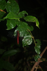 Orthemis discolor