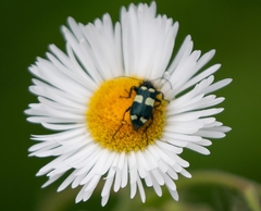 Astylus sexmaculatus