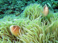 Amphiprion perideraion
