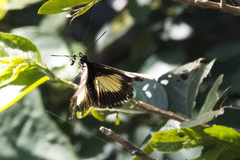 Papilio dardanus cenea