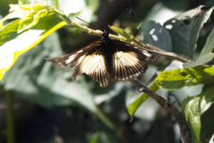 Papilio dardanus cenea