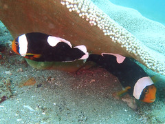 Amphiprion polymnus