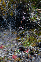 Disa inflexa
