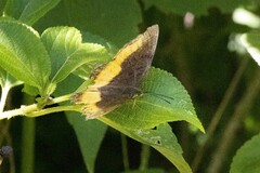 Eurytela dryope angulata