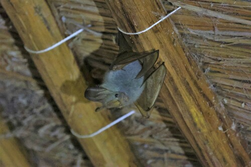Yellow-winged Bat