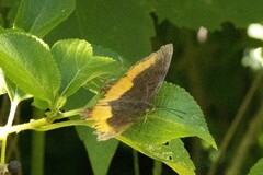 Eurytela dryope angulata