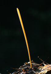 Macrotyphula fistulosa