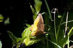 Eurytela dryope angulata