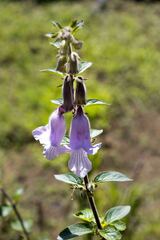 Ceratotheca