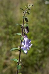 Ceratotheca