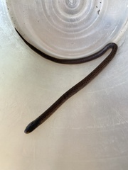 Atractus pantostictus