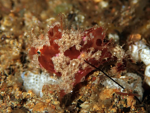 Brackish-water frogfish (Antennarius biocellatus) — Antennariidae — 4