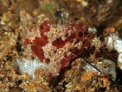 Antennarius biocellatus