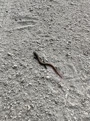 Riopa albopunctata