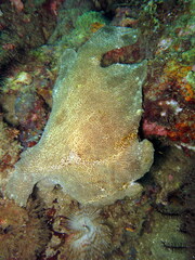 Antennarius commerson