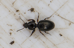 Dyschirius globosus