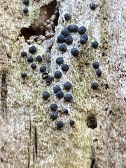 Rosellinia
