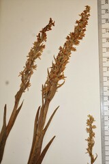 Platanthera dilatata