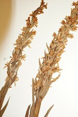 Platanthera dilatata