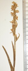 Platanthera dilatata