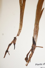 Platanthera dilatata